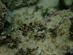 Chironemus marmoratus