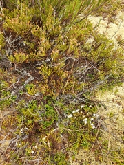 Veronica lycopodioides