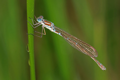 Austrolestes cingulatus