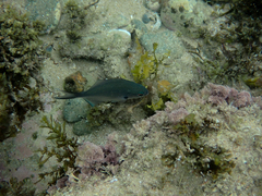 Scorpis lineolata