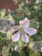 Malacothamnus clementinus