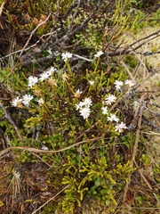 Veronica lycopodioides