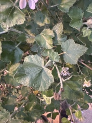 Malacothamnus clementinus