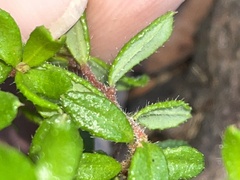 Hibbertia empetrifolia