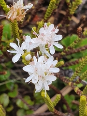 Veronica lycopodioides