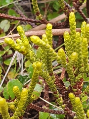 Veronica lycopodioides