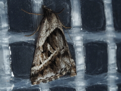 Dichromodes stilbiata