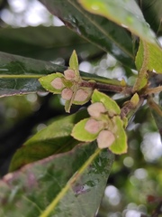 Elaeocarpus apiculatus