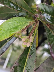 Elaeocarpus apiculatus