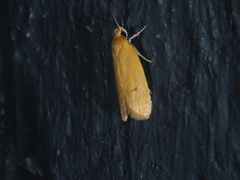 Telocharacta hemicroca