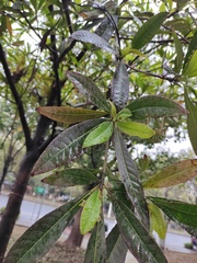 Elaeocarpus apiculatus