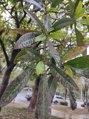 Elaeocarpus apiculatus