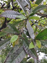 Elaeocarpus apiculatus