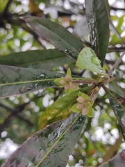 Elaeocarpus apiculatus