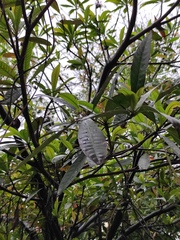 Elaeocarpus apiculatus