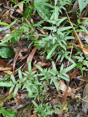 Lygodium japonicum