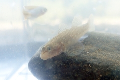 Rhinogobius mekongianus