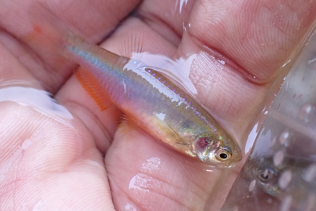 Rosy Danio