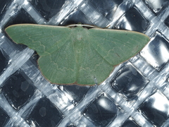 Prasinocyma semicrocea