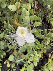 Capparis sandwichiana
