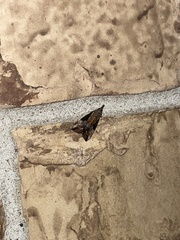 Hypena