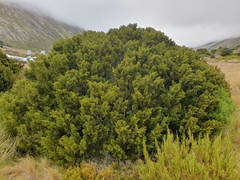 Halocarpus bidwillii