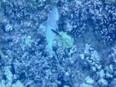 Scarus rubroviolaceus