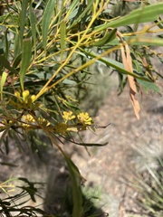 Eucalyptus pulchella