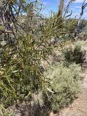 Eucalyptus pulchella