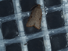Meritastis piperata