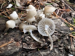 Mycena laevigata