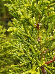 Halocarpus bidwillii