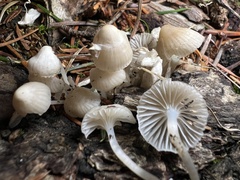 Mycena laevigata