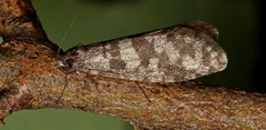 Conoeca guildingi