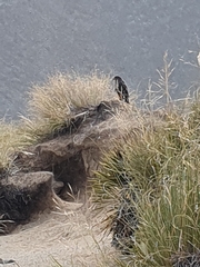 Falco novaeseelandiae