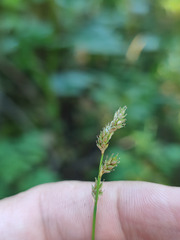 Carex brunnescens