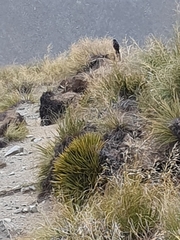 Falco novaeseelandiae