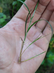 Carex brunnescens