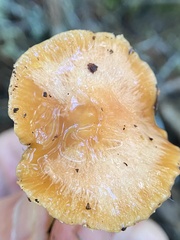 Gliophorus