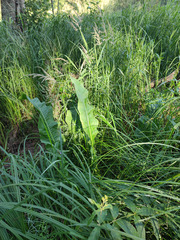 Rumex hydrolapathum