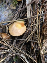 Gliophorus