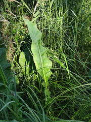 Rumex hydrolapathum