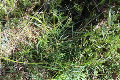 Gingidia harveyana