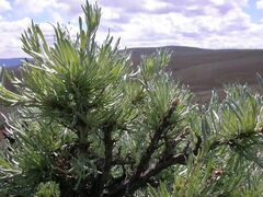 Artemisia tripartita