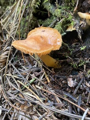 Gliophorus