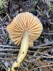 Gliophorus