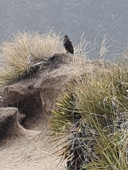 Falco novaeseelandiae