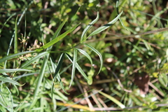 Gingidia harveyana