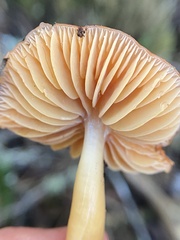 Gliophorus