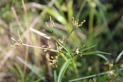 Gingidia harveyana